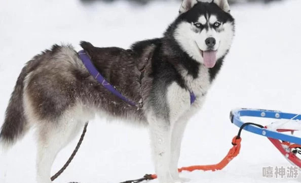 男配的心尖宠送赞雪橇犬勇往直前携手共进创造美好未来