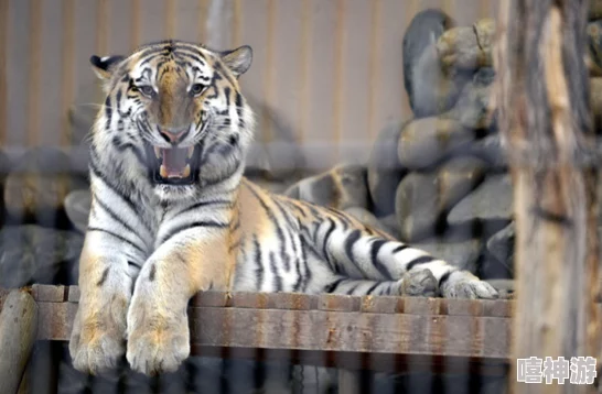 Zookeeper俄罗斯牧场西伯利亚虎幼崽顺利度过危险期开始学习捕猎