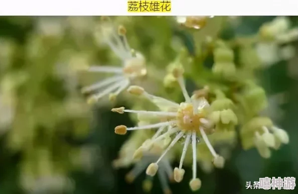 不要舔花核专家提醒容易误食花粉引发过敏或中毒