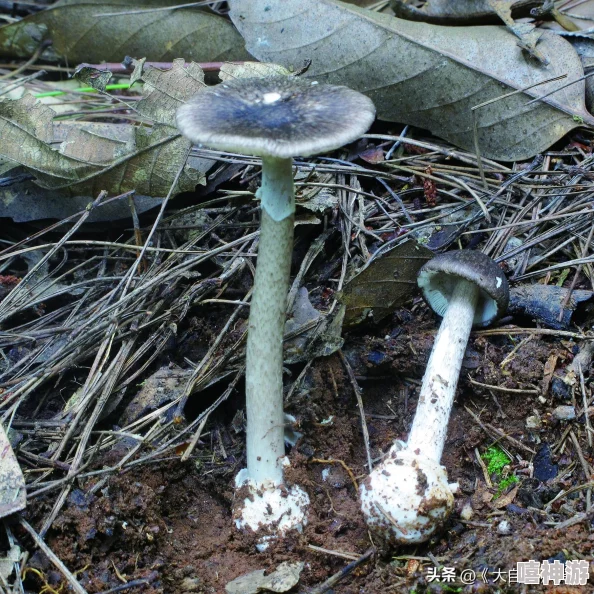 怪物猎人系列中神秘真菌生物——风菇的深度解析