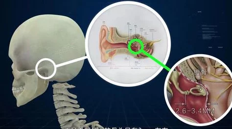 卵蛋图解最新版本已发布新增高清解剖图和3D模型